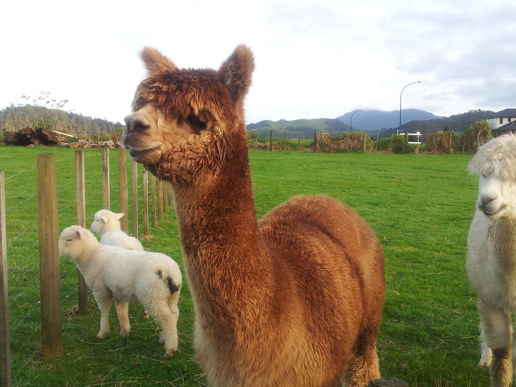 The Little Farm Coromandel Exterior foto