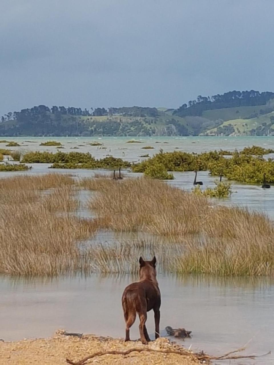The Little Farm Coromandel Exterior foto